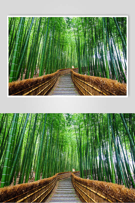 林间小路绿色竹林风景高清图片