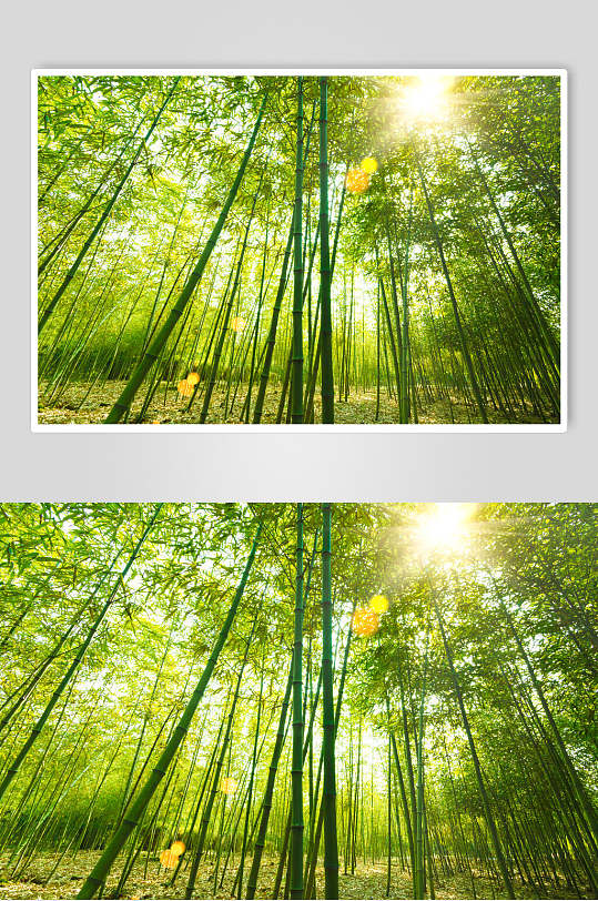 阳光绿色竹林风景图片