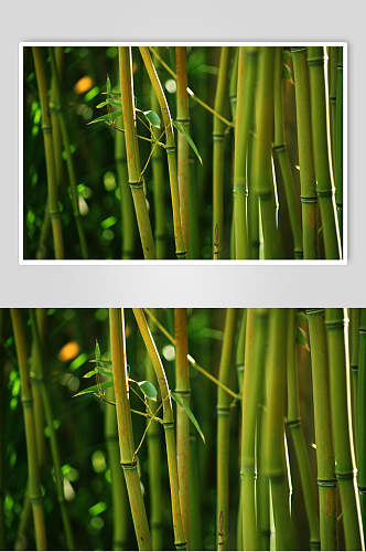 绿色竹杆竹林风景高清图片