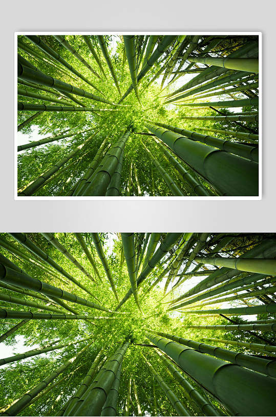 绿色竹林风景仰拍高清图片