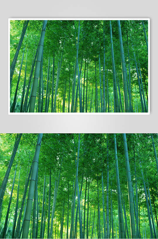 唯美绿色竹林风景高清图片