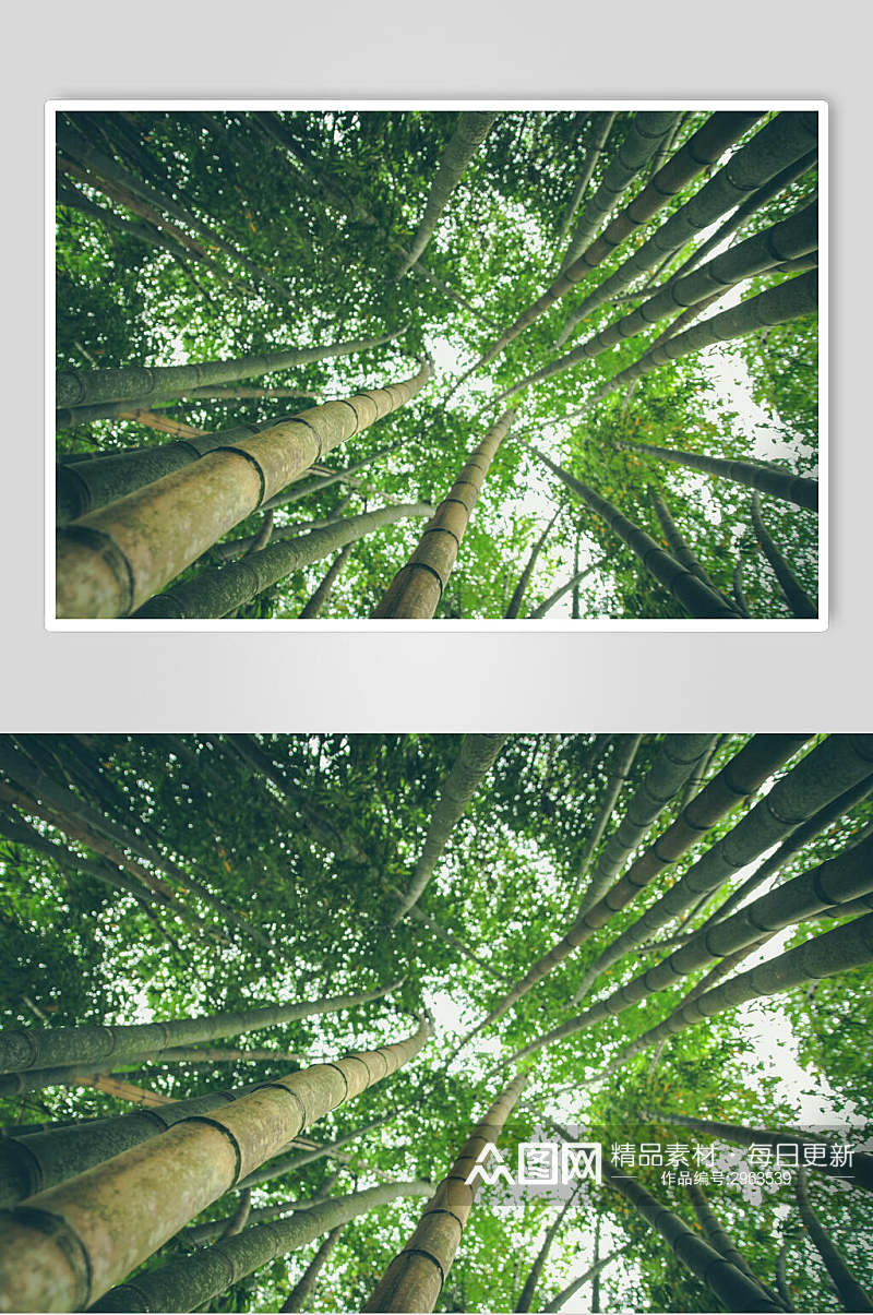 绿色竹子竹林风景仰拍高清图片素材