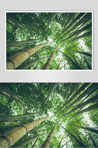 绿色竹子竹林风景仰拍高清图片
