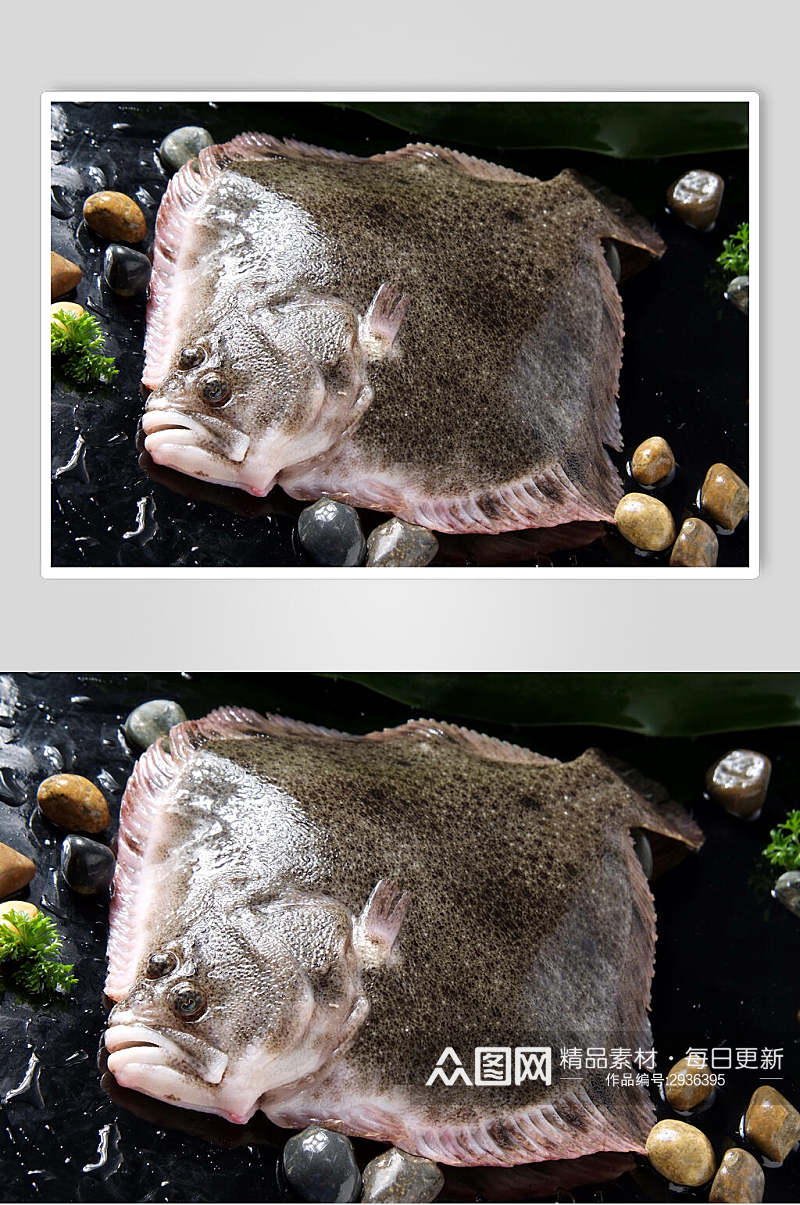 多宝鱼海鲜生鲜高清图片素材
