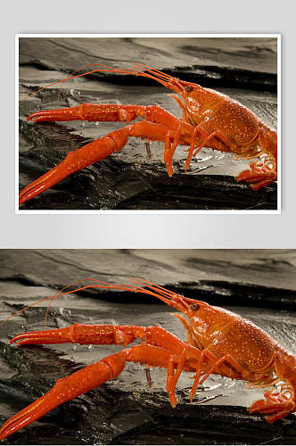 龙虾海鲜生鲜图食品摄影片