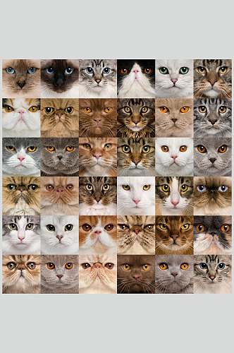 猫表情拼图动物特写图片摄影