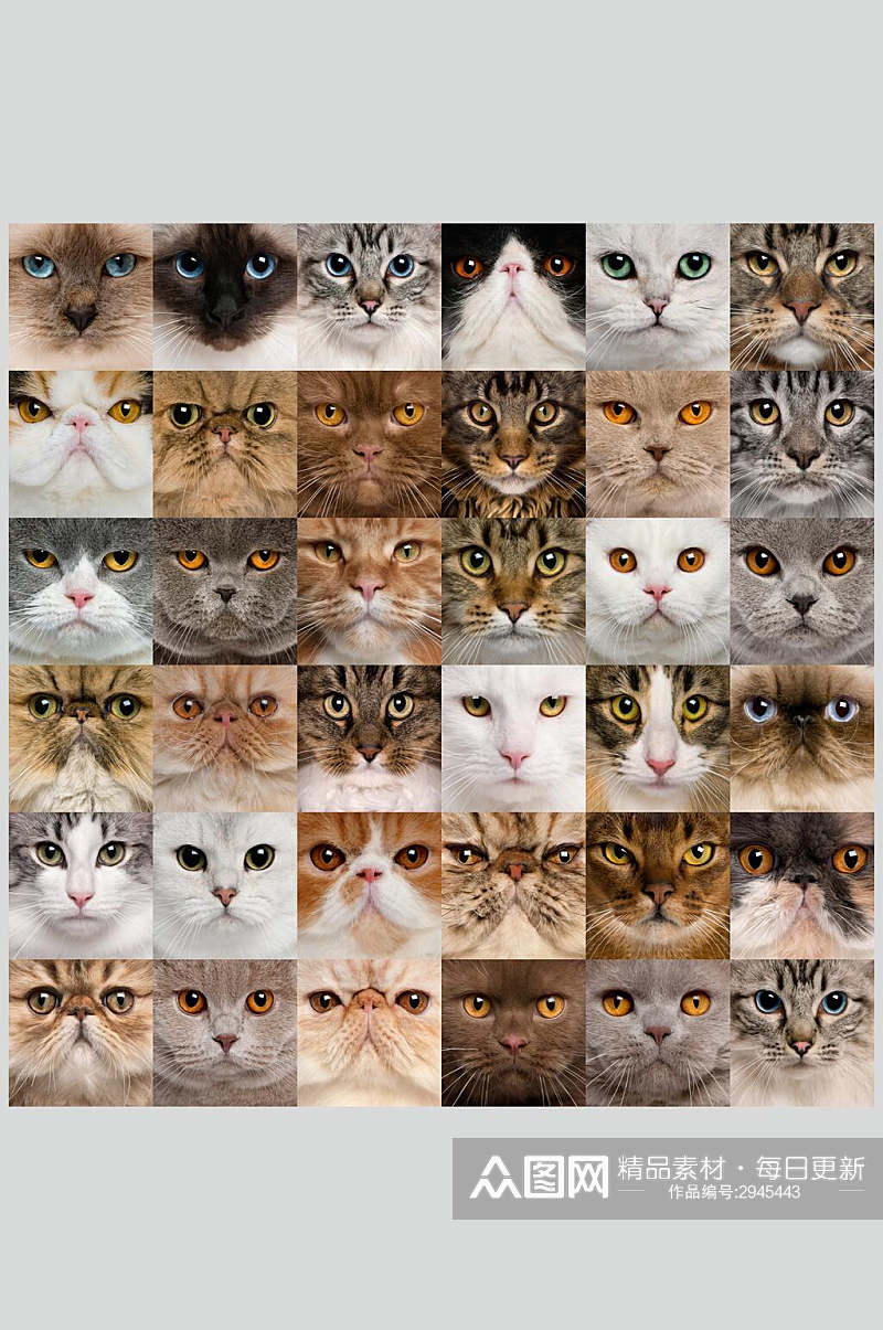 猫表情拼图动物特写图片摄影素材