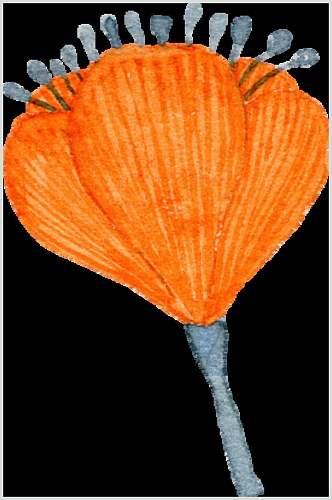 橙色花瓣手绘花卉矢量设计素材