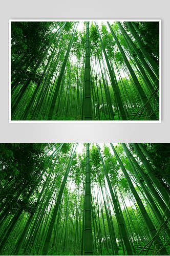 时尚唯美绿色竹林风景仰拍高清图片