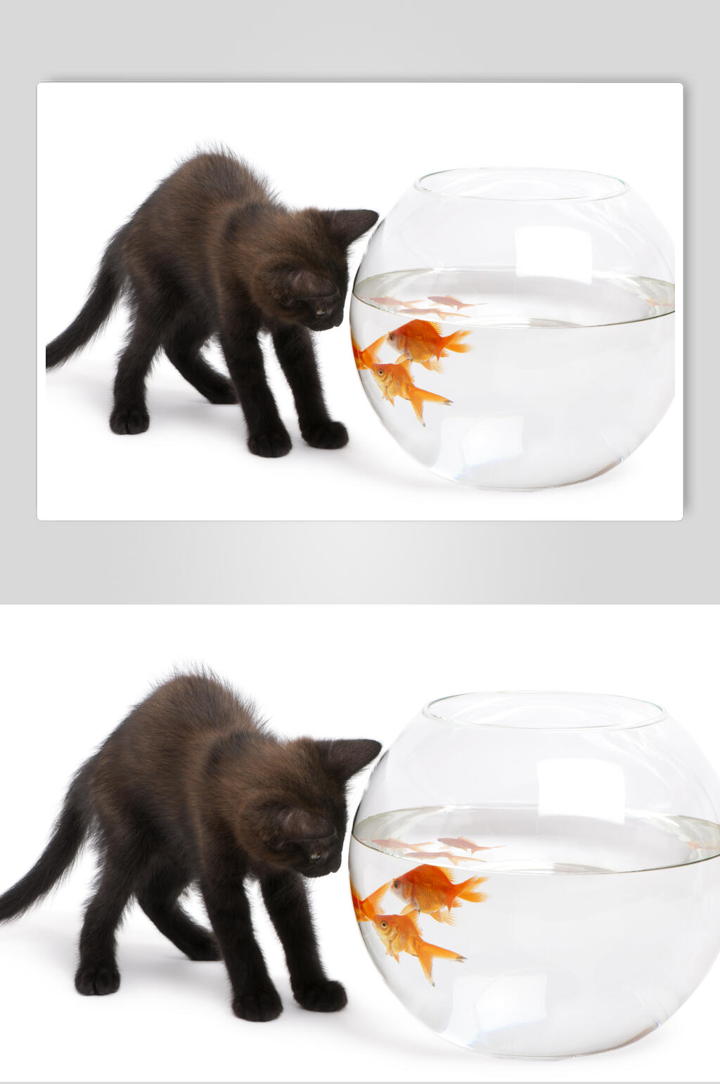 黑猫鱼缸动物特写图片摄影素材