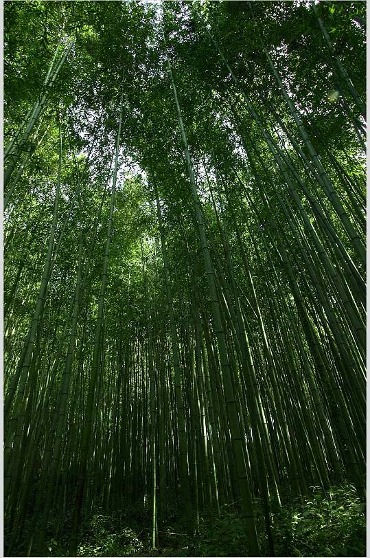 深色绿色竹林风景高清图片