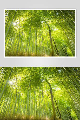 时尚绿色竹林风景仰拍图片