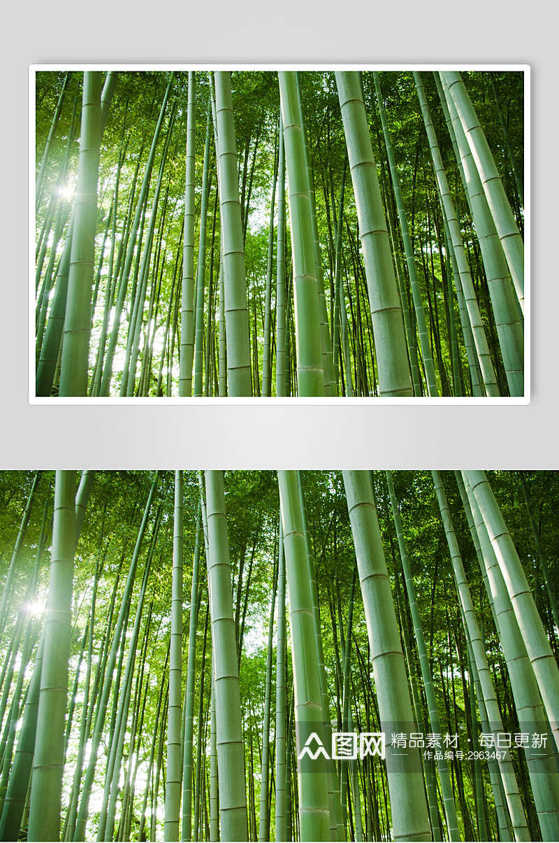 绿色竹林风景中景图片素材
