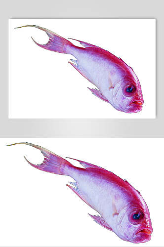 红鱼海鲜美食食品高清图片