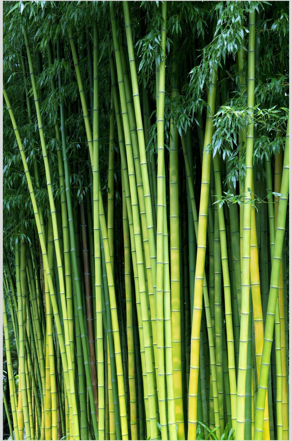 各种竹子图片山水风景图片