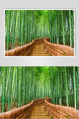 绿色竹林小路风景图片