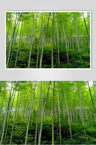 清新绿色竹林风景图片