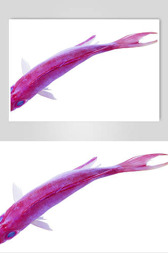 红色鲤鱼鱼类图片