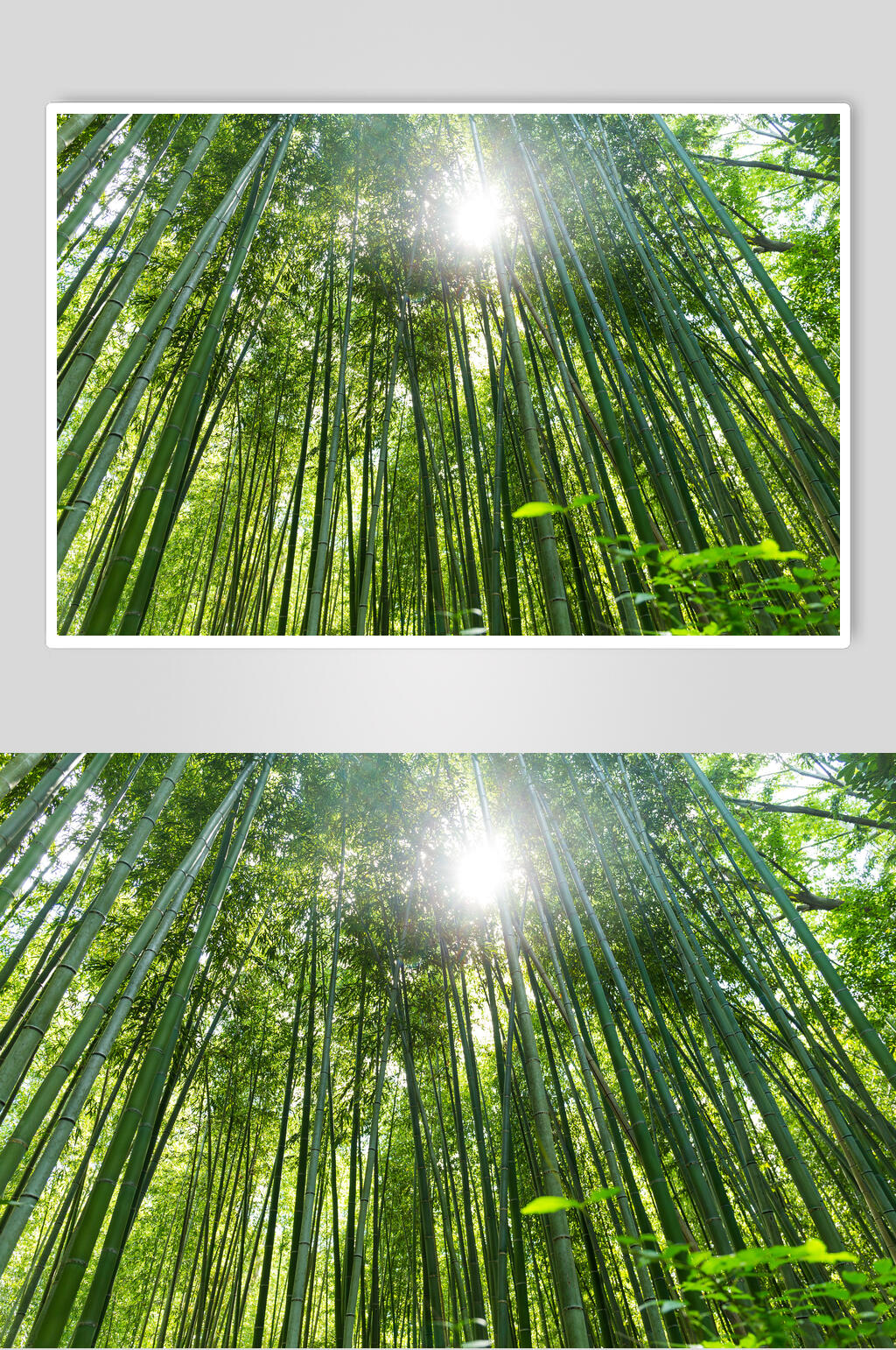 高端綠色竹林風(fēng)景仰拍高清圖片素材