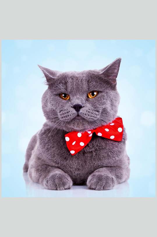红色领结的猫咪动物特写图片