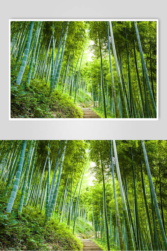 唯美绿色竹林风景图片
