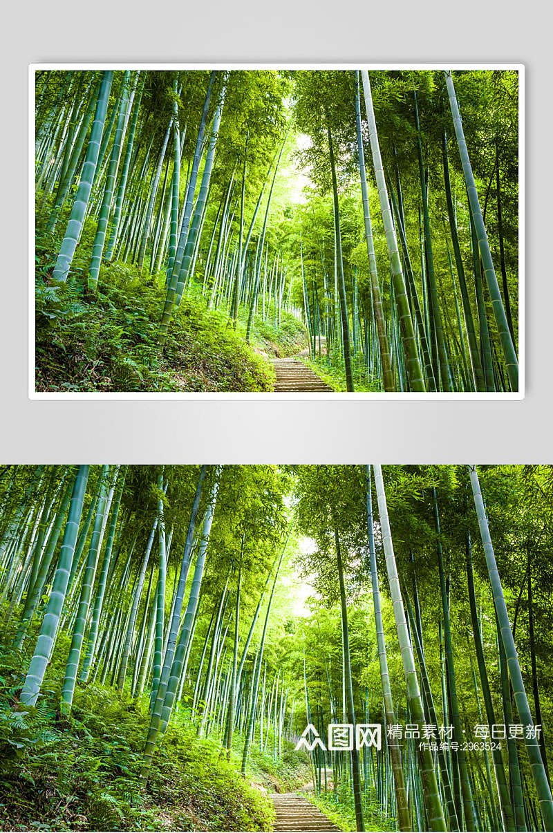 唯美绿色竹林风景图片素材
