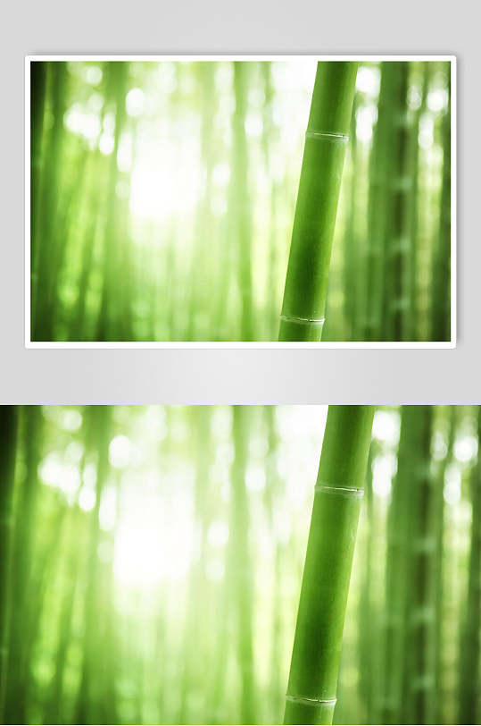 水彩绿色竹子竹林风景图片