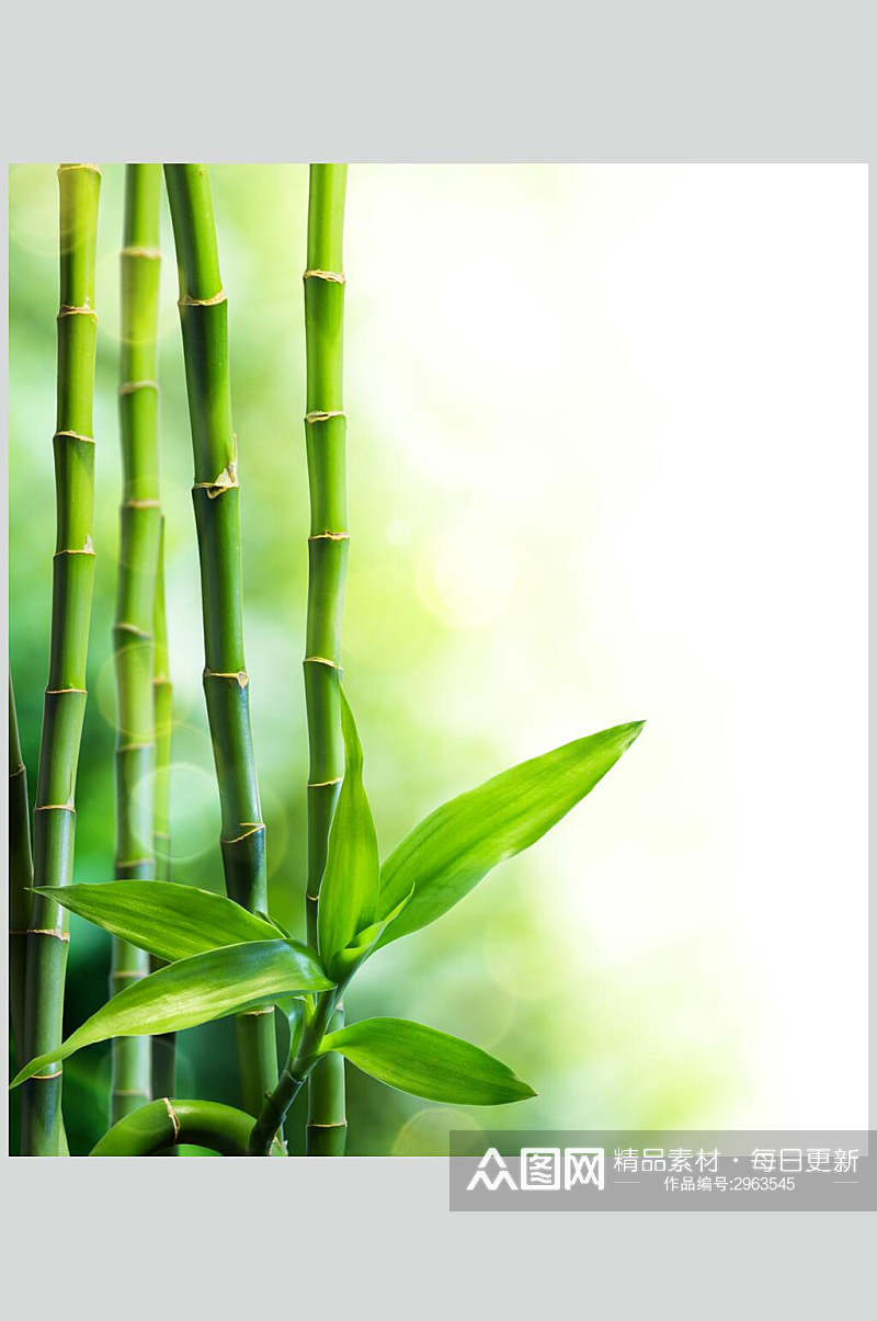 水彩时尚绿色竹林风景高清图片素材