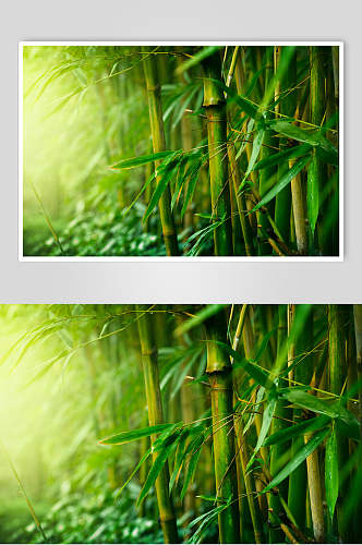 唯美时尚绿色竹林风景高清图片