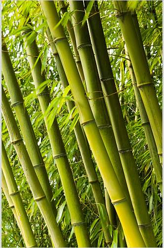 绿色金竹竹林风景高清图片