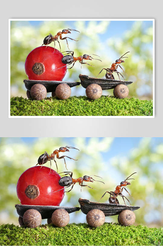 蚂蚁大气简约海报立即下载立即下载搬运的蚂蚁动物特写图片立即下载