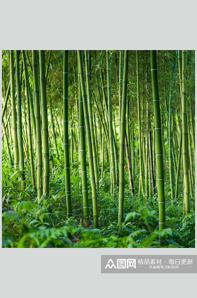 清新绿色竹子竹林风景高清图片素材