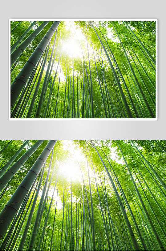 创意绿色竹林风景仰拍图片