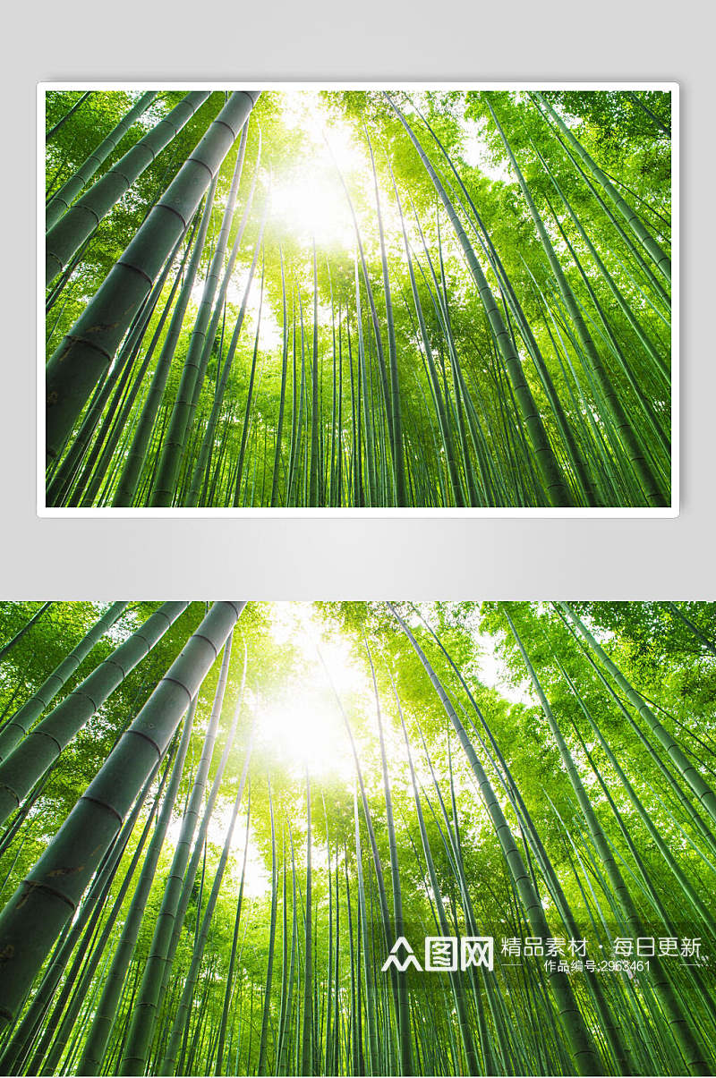 创意绿色竹林风景仰拍图片素材