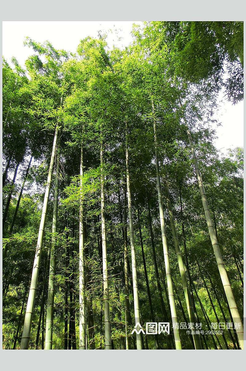 绿色森系竹林风景高清图片素材