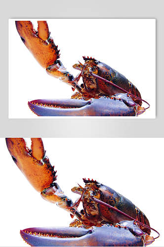 招牌大龙虾海鲜美食摄影图片