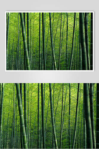 清新绿色竹杆竹林风景高清图片