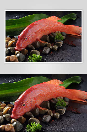 红鱼海鲜生鲜高清图片