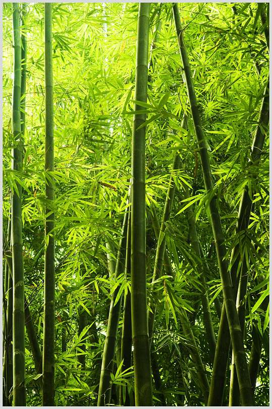 绿色竹子竹叶竹林风景图片