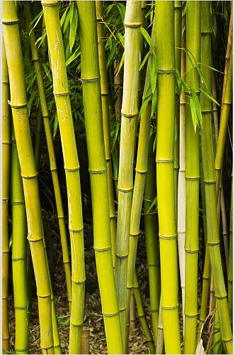 绿色金竹竹林风景高清图片
