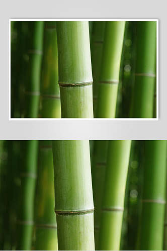 绿色竹林风景特写图片