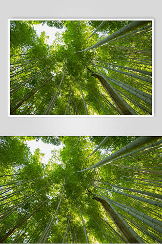 绿色竹子竹林风景仰拍图片