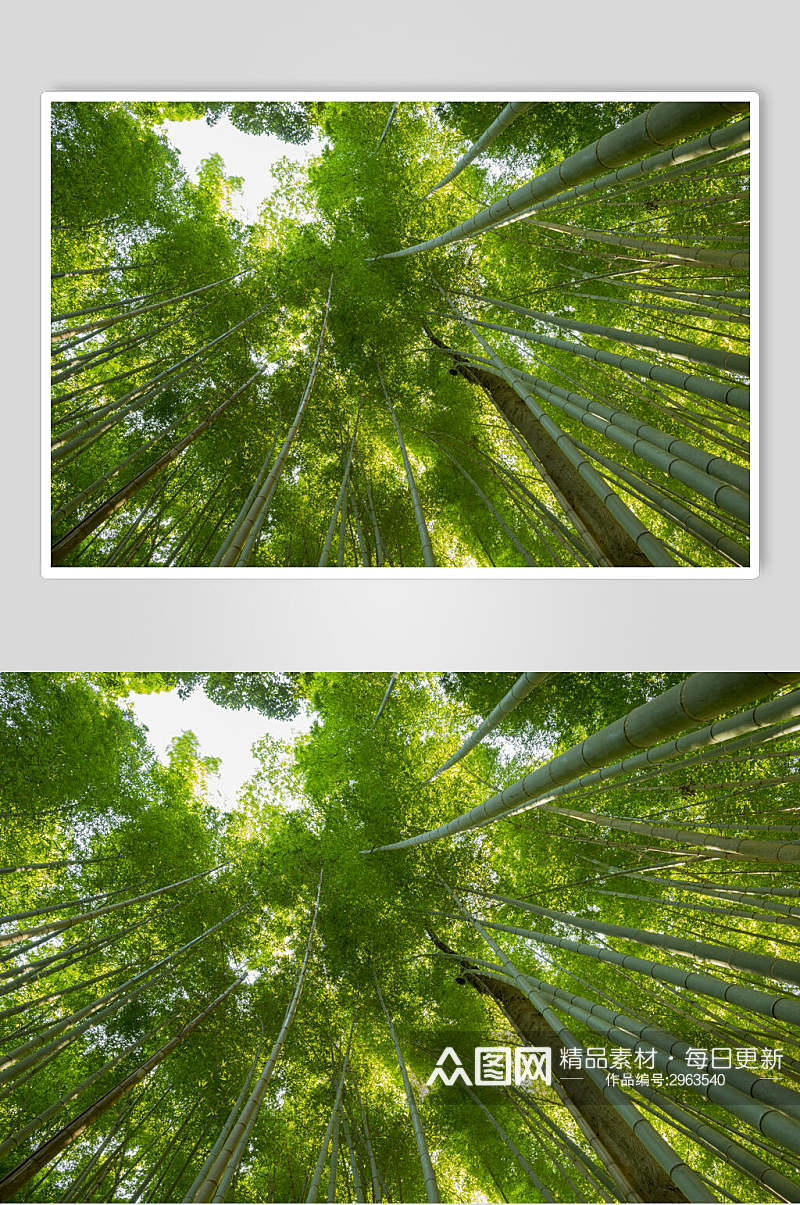 绿色竹子竹林风景仰拍图片素材