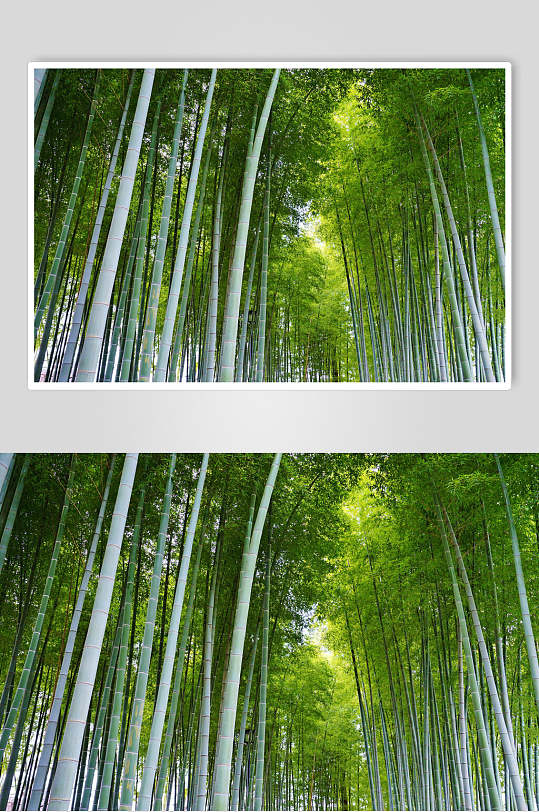 大气绿色竹林风景高清图片