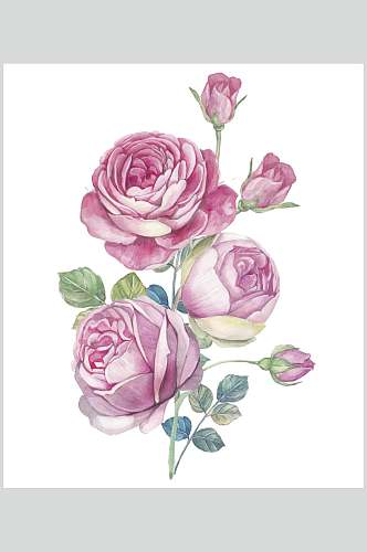 白底鲜花花卉玫瑰花手绘素材