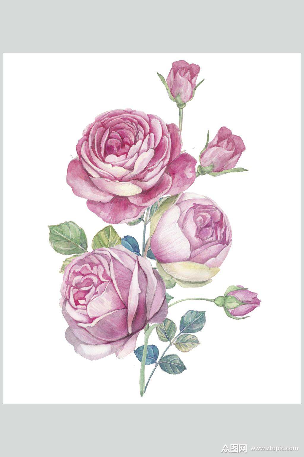 白底鲜花花卉玫瑰花手绘素材素材