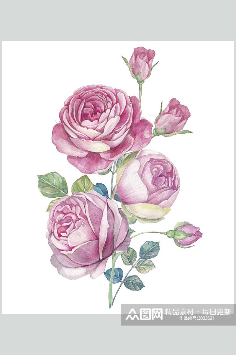 白底鲜花花卉玫瑰花手绘素材素材