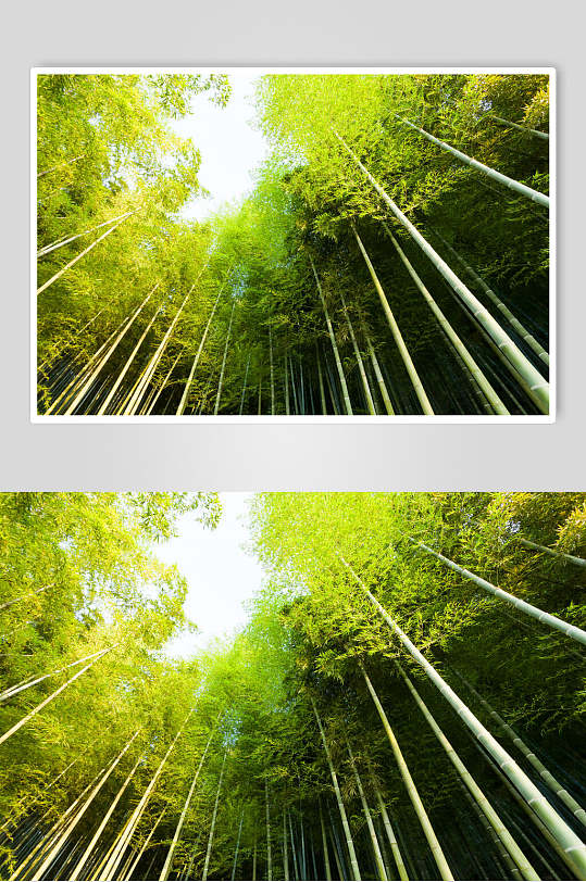 绿色竹林风景俯拍摄影图片