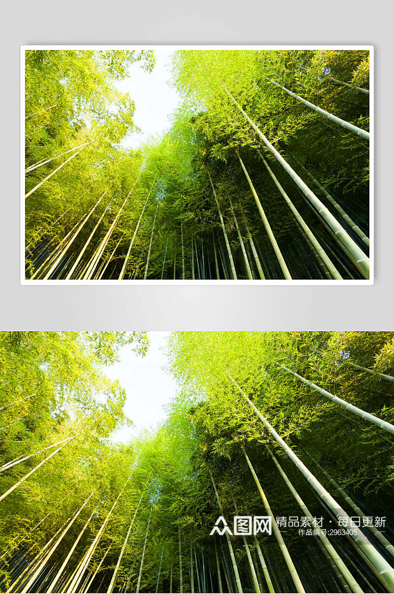 绿色竹林风景俯拍摄影图片素材