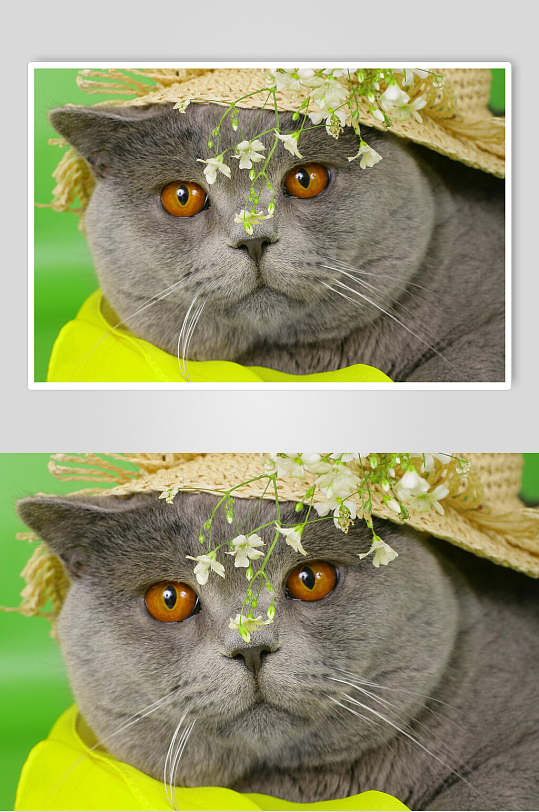 灰色橘黄眼睛猫动物特写图片摄影